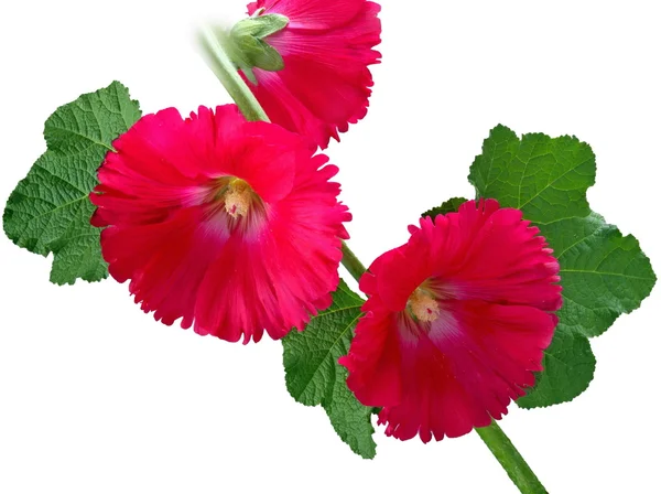 Flores-rosa — Fotografia de Stock