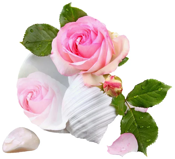 Blommor-rose — Stockfoto
