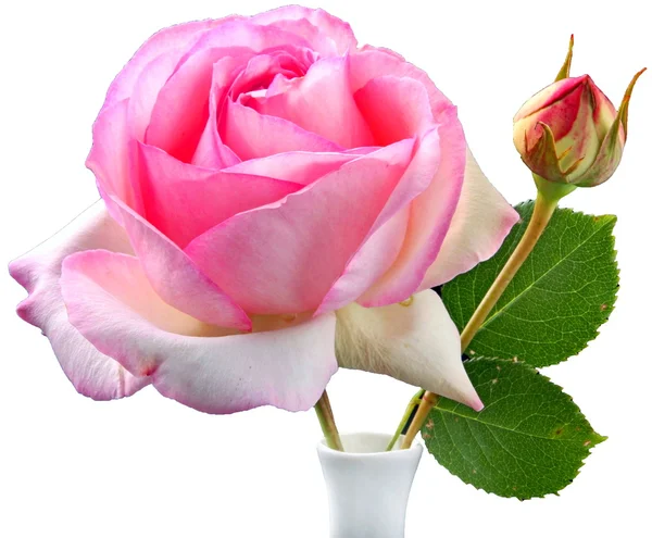 Λουλούδια-ροζ — Φωτογραφία Αρχείου