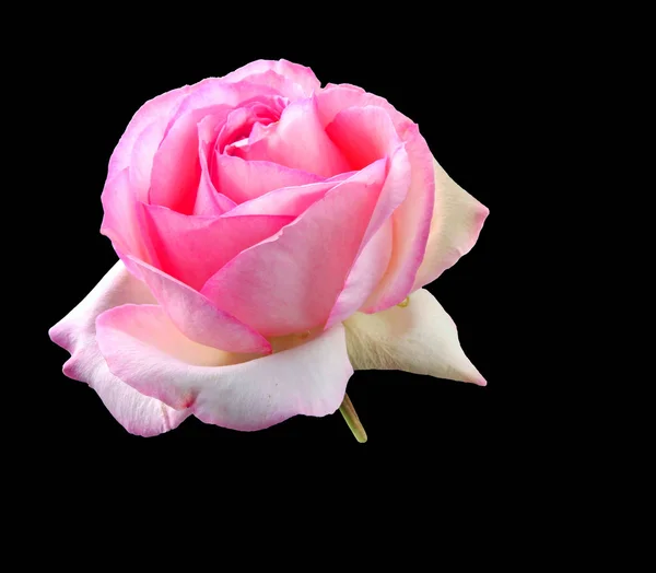 Bloemen-rose — Stockfoto