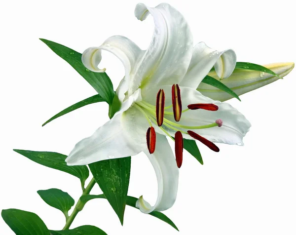 Květiny Vydala Bílém Pozadí — Stock fotografie