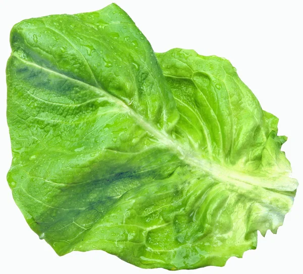 Salat Auf Weißem Grund — Stockfoto
