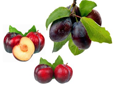 Plums on white anderground realeased clipart