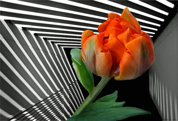 Kwiat tulipan — Zdjęcie stockowe