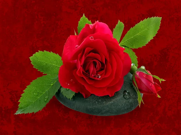 Kwiat róża — Zdjęcie stockowe