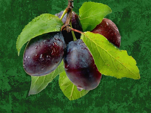 Plums with leaves — Stock Photo, Image