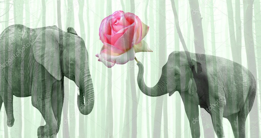 Elephants-Love