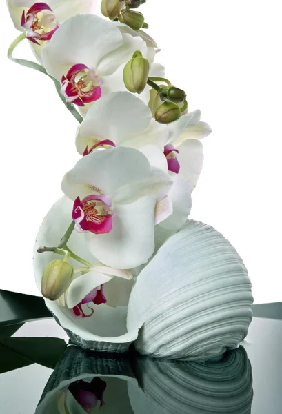 Orchideeën Stockafbeelding