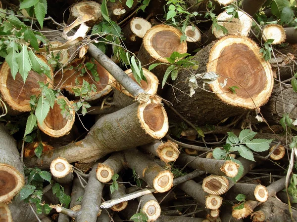 stock image Trees felled for firewood for the winter