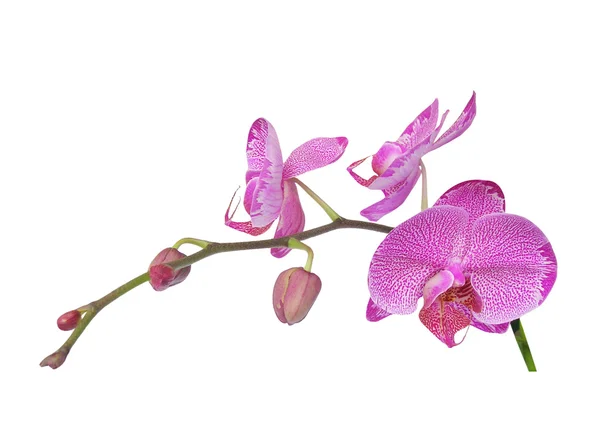 stock image Orchids
