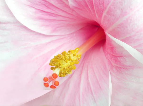 Hibiscus φόντο — Φωτογραφία Αρχείου
