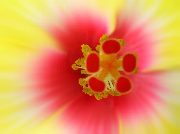Hibiscus bakgrund — Stockfoto