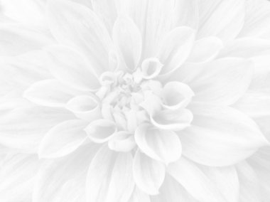 White Flower Background clipart