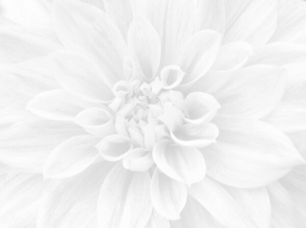Белый цветочный фон
