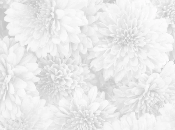 Fondo de flores blancas —  Fotos de Stock