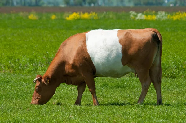 Vaca lakenvelder marrón — Foto de Stock