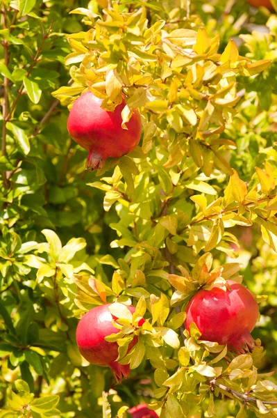 Granátové jablko stromu — Stock fotografie