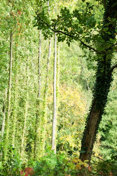 Bosque verde con un árbol oscuro —  Fotos de Stock