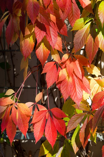Coloridas hojas de otoño — Foto de Stock