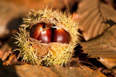 Wild chestnut clipart