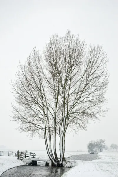 Snowy landscape with trees — Stok fotoğraf