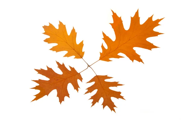 四个棕色秋天的树叶 — 图库照片