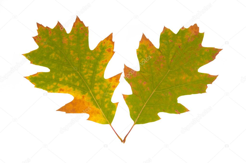 Two green autumn leaves