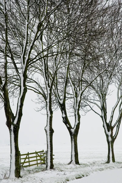 Drzew i ogrodzenia w okresie zimowym — Zdjęcie stockowe