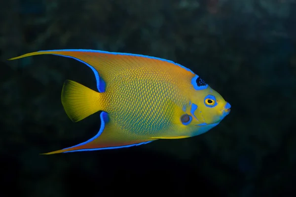 Peixe-imperador colorido — Fotografia de Stock