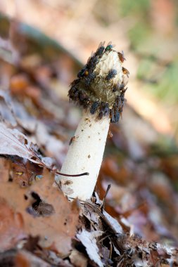 flys ile stinkhorn