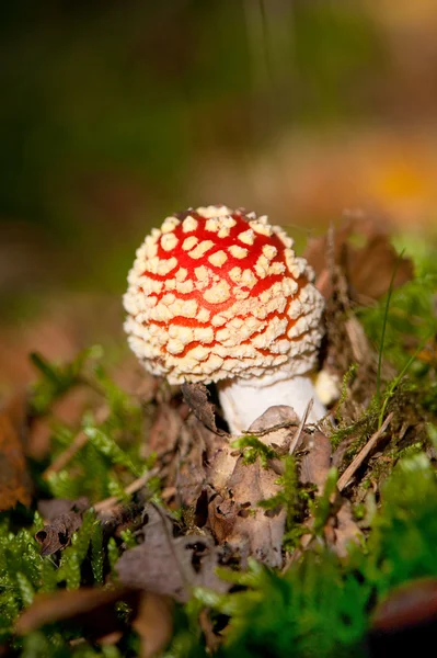 Young spotted toadstool — Stock Photo, Image