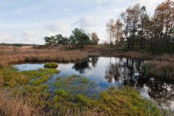 stock image Landscape on the veluwe