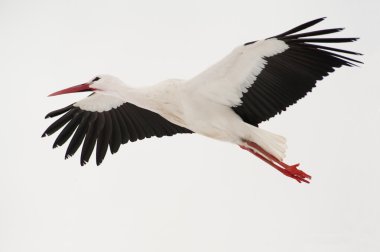 White stork flying above a snowed field clipart