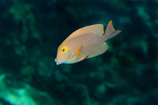 스트라이프 나비 물고기 — 스톡 사진