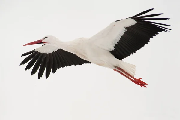 White Stork Flying Snowed Field — Stock Photo, Image