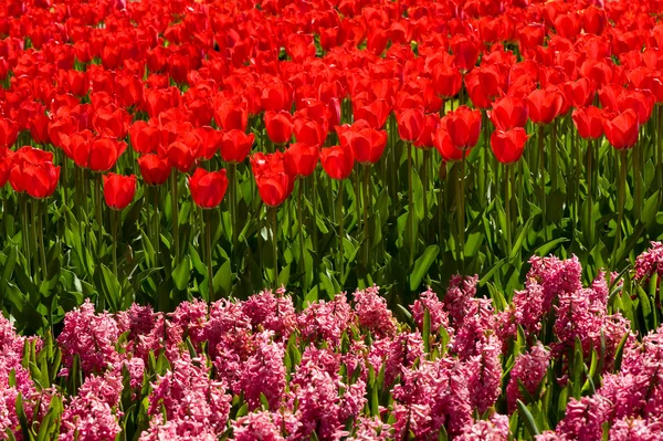 Rode tulpen en hyacinten — Stockfoto