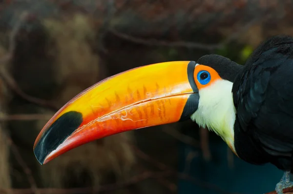 Kolorowe tucan — Zdjęcie stockowe