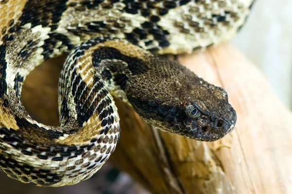 黑尾响尾蛇 — 图库照片