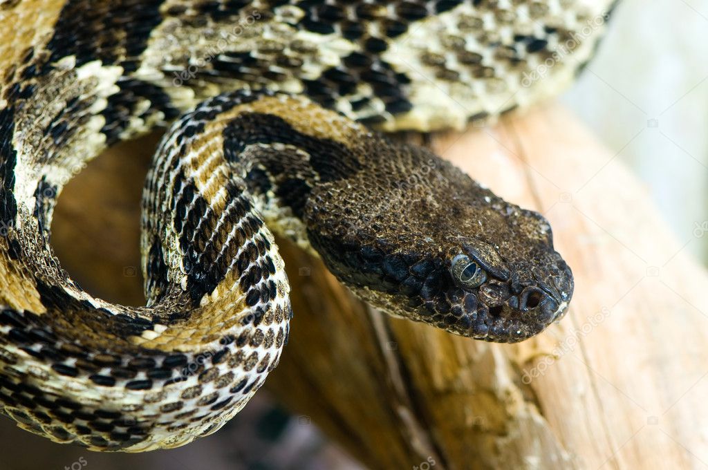 Blacktail rattlesnake