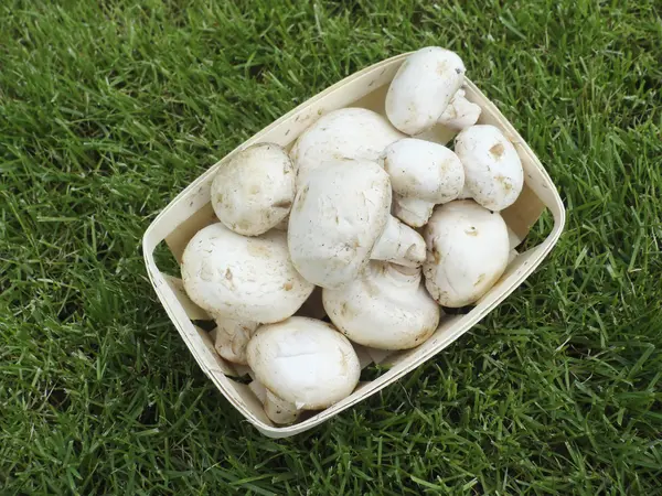 stock image Mushrooms in the basket on the grasse