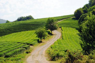 toprak yol boyunca çay tarlaları