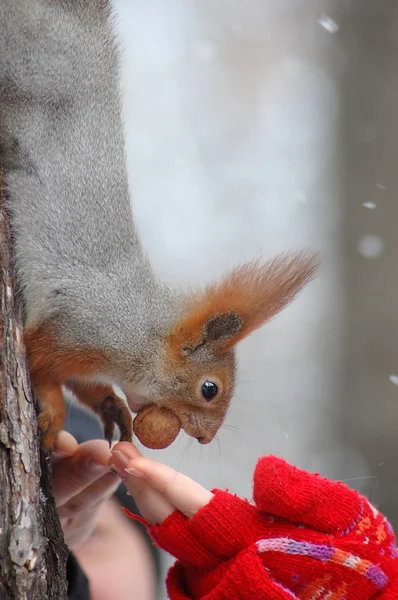 Squirrel takes a nut with your hands