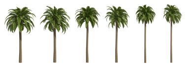 Canary date palms