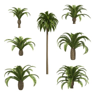 Canary date palms clipart