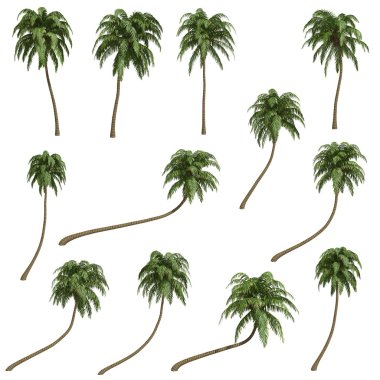 Coconut palms clipart