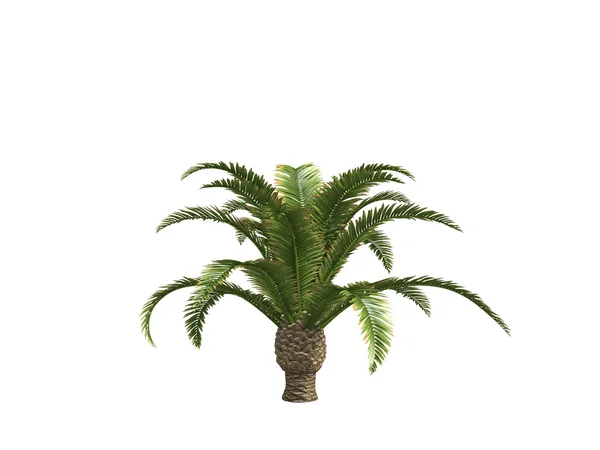 Canary date palms — Stock Photo, Image