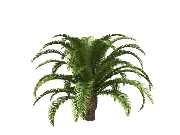 Kanarek Data palmy — Zdjęcie stockowe
