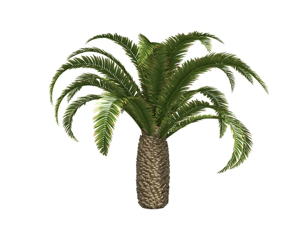 Canary date palms — Stock Photo, Image