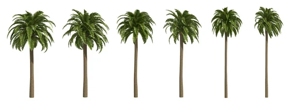 Канарки фінікової пальми — стокове фото