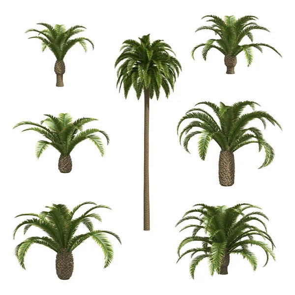 Canary date palms — Stockfoto